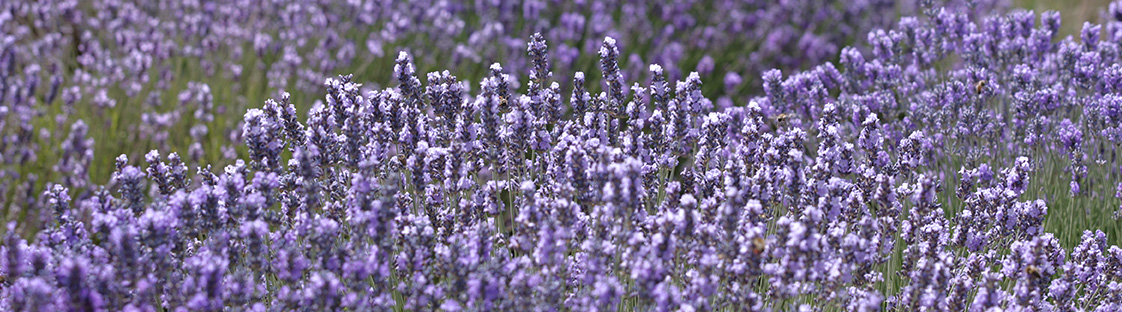 COLLECTION LAVENDER